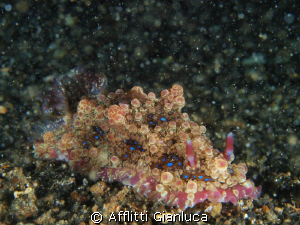 nudibranch by Afflitti Gianluca 